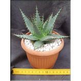 Aloe broomii