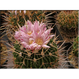 stenocactus