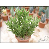 Aloe juvenna