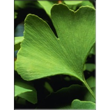 Ginkgo biloba