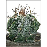 Astrophytum ornatum