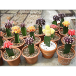 farebn kaktusy
